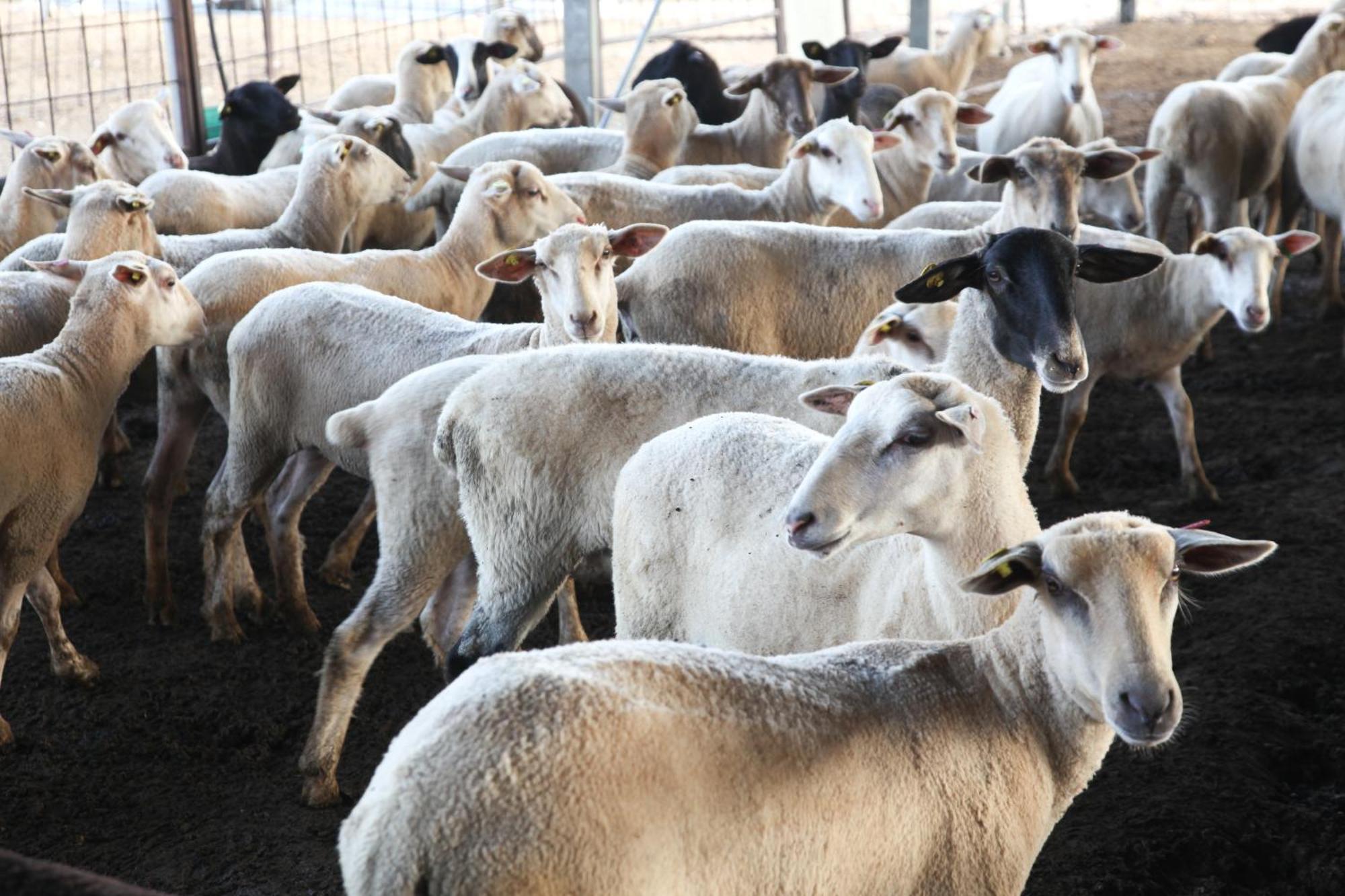 Naot Farm Βίλα Mashabbe Sade Εξωτερικό φωτογραφία