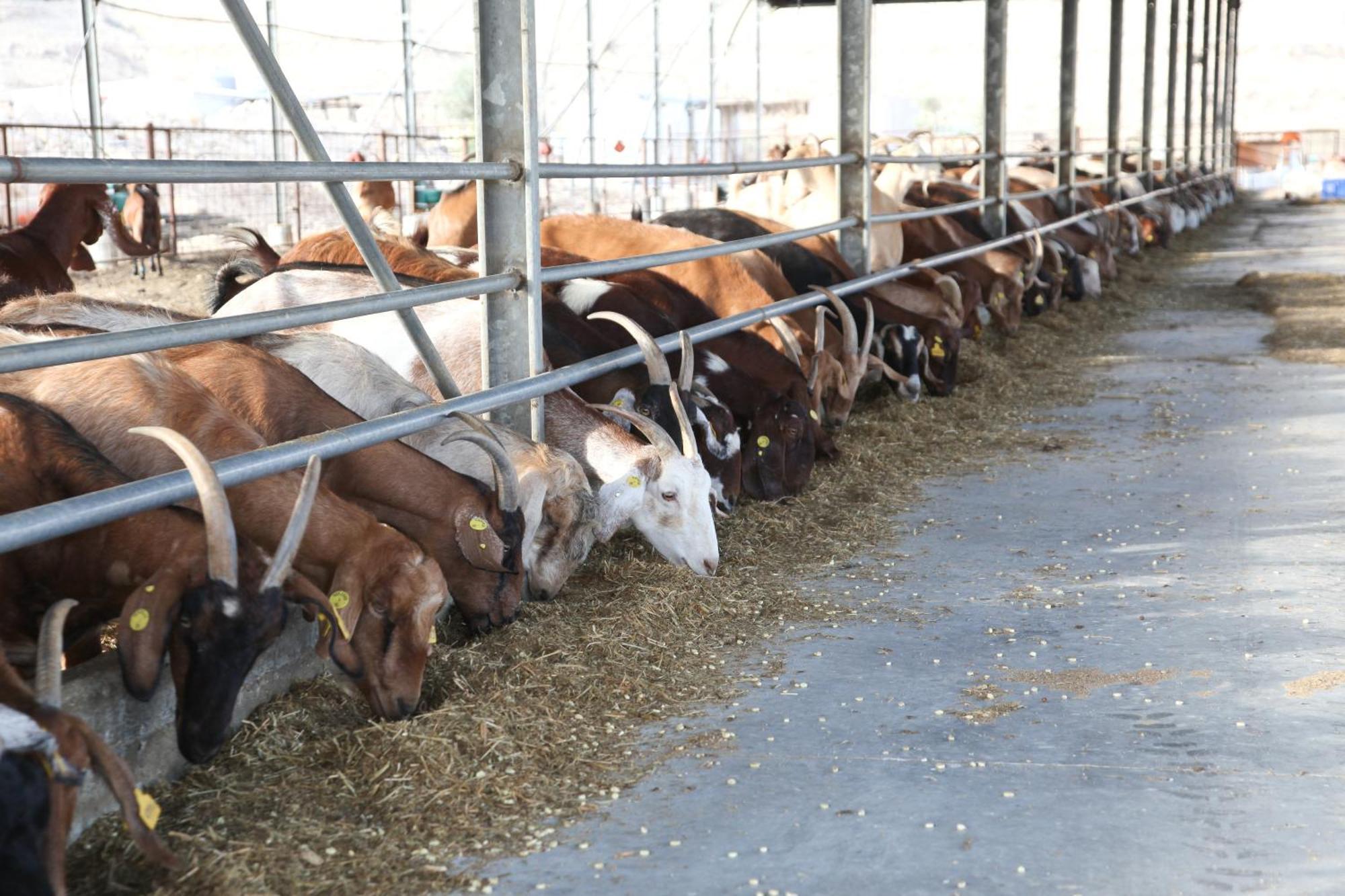 Naot Farm Βίλα Mashabbe Sade Εξωτερικό φωτογραφία