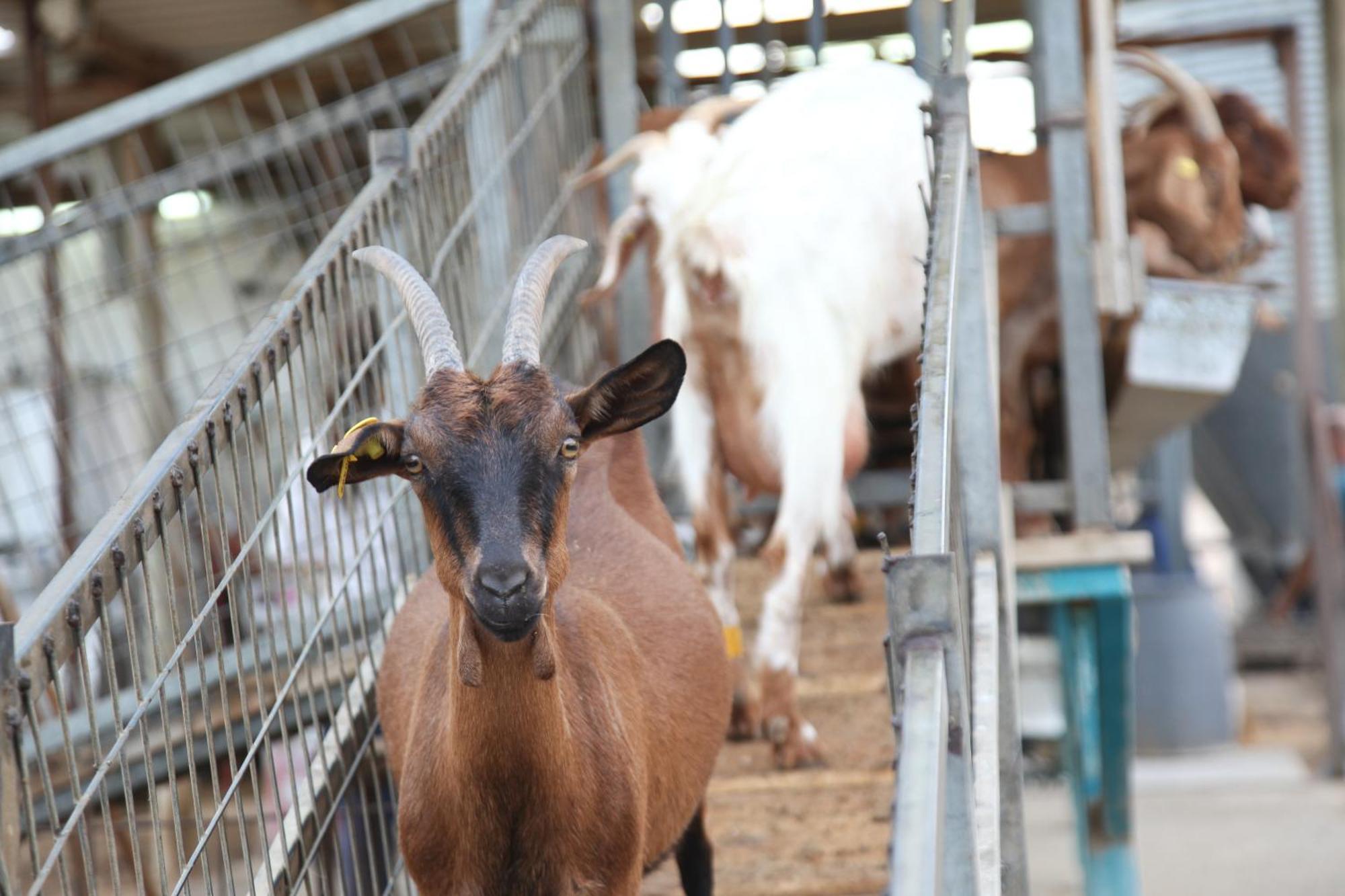 Naot Farm Βίλα Mashabbe Sade Εξωτερικό φωτογραφία